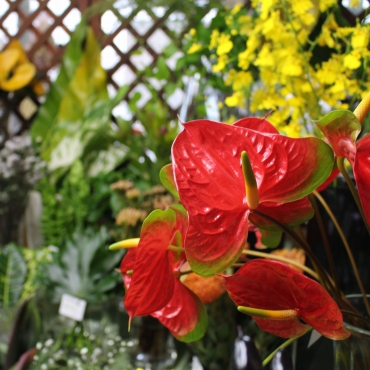 「花のいまい」　（北海道函館市）の花屋店舗写真1